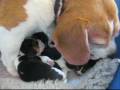 videos de Beagle - szczeniaki T w wieku 2 tygodni