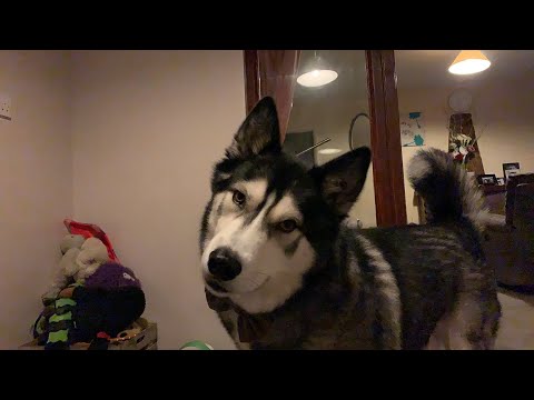 動画