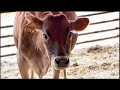 First organic heifer born at UNH