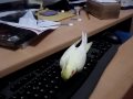 Ma secretaire est une calopsitte !
