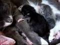 Kittens