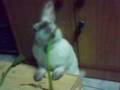 videos de Nyah's bunny[2]