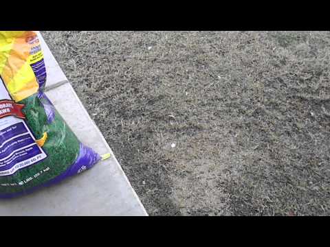 how to replant grass seed