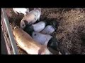 grandads farm holiday