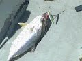 Kagoshima fishingtrip 2001