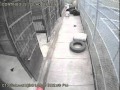 WSU Security Camera Footage Of Grizzly Bear Mauling