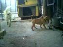 Honey and white dog(pitbull fight)