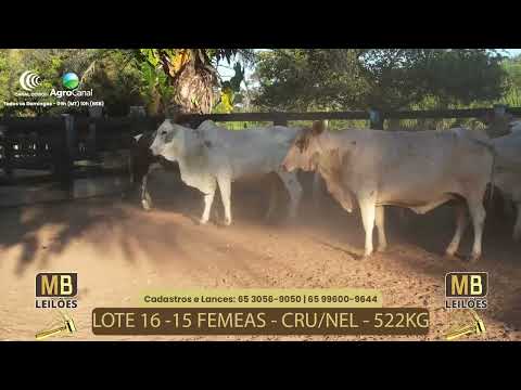 507� LEIL�O VIRTUAL MB LEIL�ES