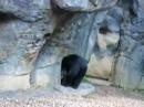 bear on crack
