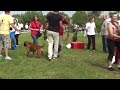 Atibox 2012 - Junior Best in Show - The Boxer - Www.the-boxer.com