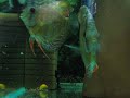 best discus fish best discus fish