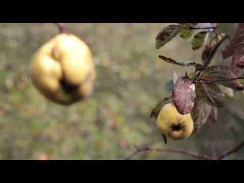 how to harvest quince