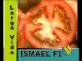 videos de TOMATES ISMAEL Y JUNO