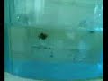 حالة ولادة