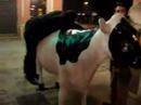 Cowboy partymola Cowboy partymola