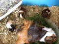 Guinea Pig Babies