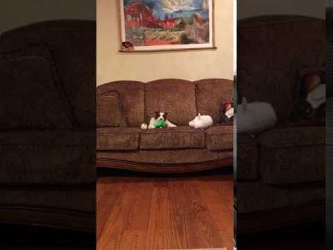 Border Collie Puppy Loves To Play
