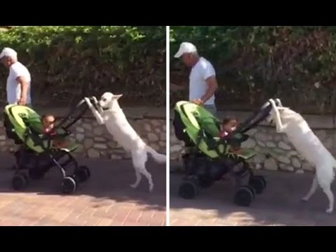 Mirá como este perro se convierte en niñera