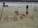 DM2007 Agility