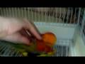 Zildjian The Conure