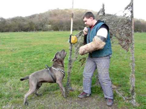 bandog
