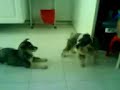 HUSKY vs SCHNAUZER