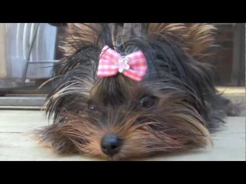Watch 'Puppy n Pea!'
