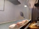 my turtles