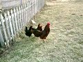 Chicken LIfe in the Midwest Chicken LIfe in the Midwest
