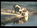 5.1.08 5.45pm NK Male Lion comes to the waterhole