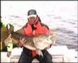 Cod and Coalfishing at Röst, Norway, Aug 2007