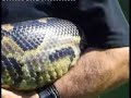 Big Bertha the monster snake! Big Bertha the monster snake!