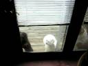 Dog wants in bad!
