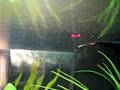 Betta Eating bloodworm 3