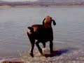 dogs swiming