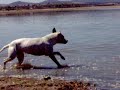 dogs swiming