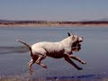 dogs swiming