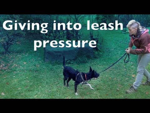 Giving into leash pressure- clicker dog training shy reactive dogs