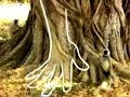 WWF-Brasil - Gente e meio ambiente
