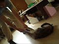 This Cat is a Drag This Cat is a Drag