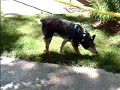 Wiggles, Blind Dog, Tests SoundFlash!