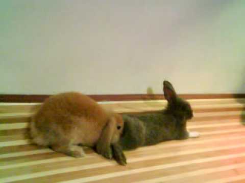 Bunny, Fawfy  Beary getting Hyper Active