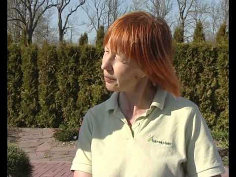 Hansaplant suvelilled (Aiasaade, 14.05.2011)