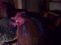 chickens go to bed