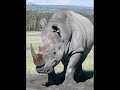 Frank Blueka - Wildebeast -