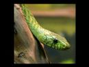 Frank Blueka - Wildebeast -