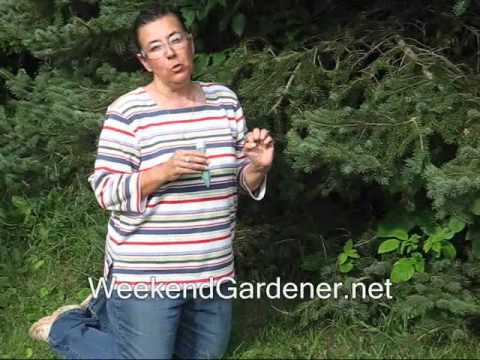 how to fertilize evergreen