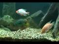 My 250 Gallon South American tank