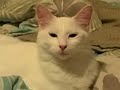 Cat Named Lali - The Little Darling Girl Loves You All
