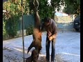Ver vídeo